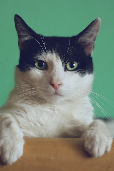 AI Kitty Plane Video Generator