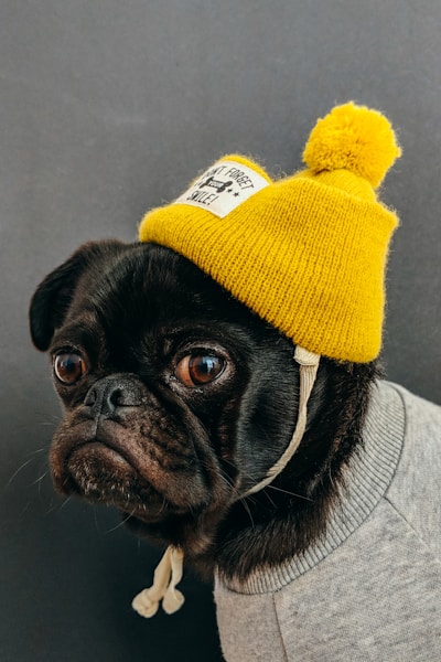 AI Animal Weightlifting Video Generator