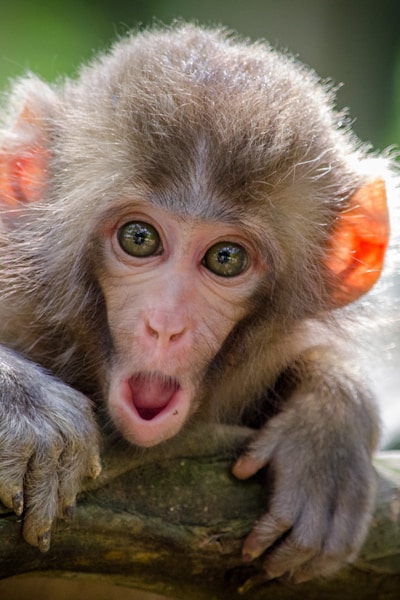 AI Monkey Grabbing Hair Video Generator