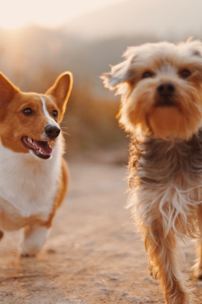 AI Pet Standing Split Video Effect